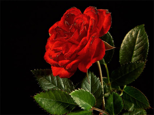 wallpaper of red roses. Red-rose. Set Wallpaper