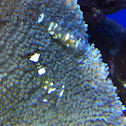 Sarasvati Anemone Shrimp