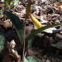 Yellow trout-lily