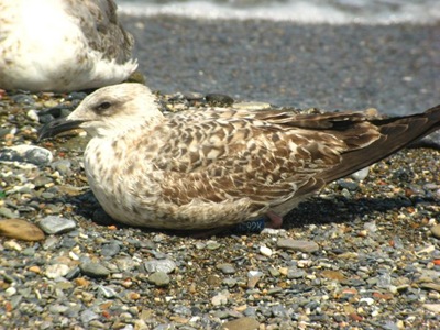 gaviota patiamarilla g92k (cuerpo entero)