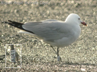 Larus audoinii AJT4 detalle anilla
