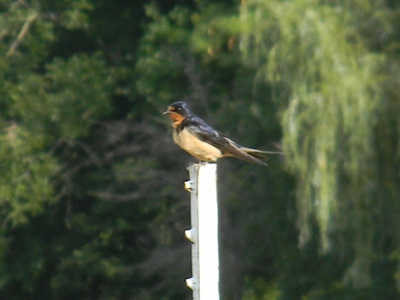 Spotting Image 1