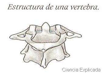 [estructura vertebra[5].jpg]