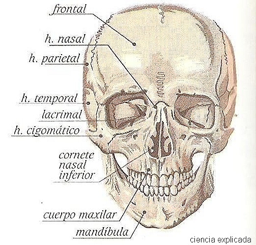 [huesos de la cabeza[6].jpg]