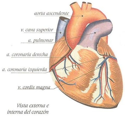 [capas del corazon[7].jpg]
