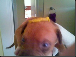 Puppy - poop head