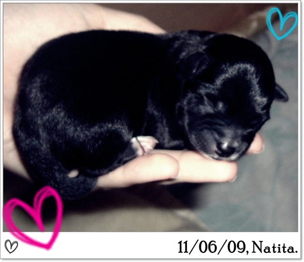 11·6·9 Cachorros de Natita 013 11·6·9 Cachorros de Natita 013