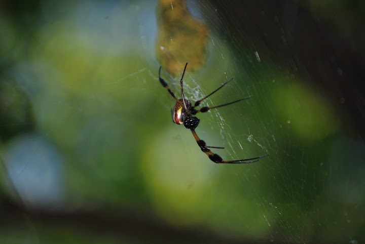 Golden Silk Orbweaver