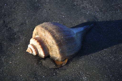 Channeled Whelk