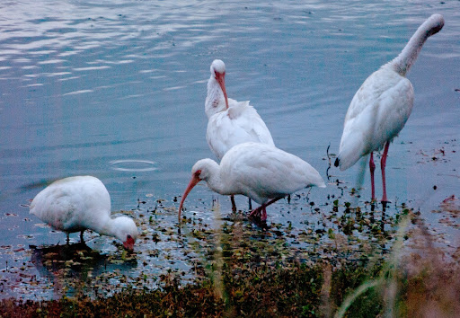 White Ibises