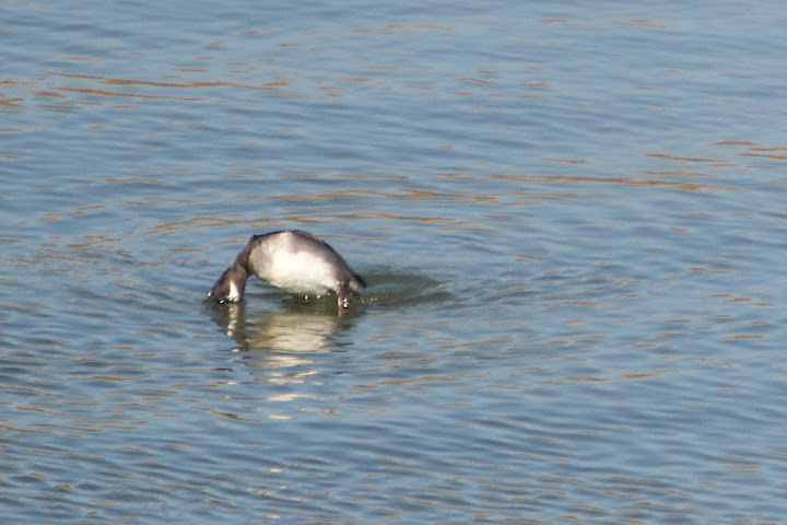 Female Bufflehead