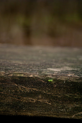 Magnolia Jumper