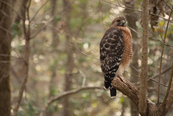 Red-shouldered Hawk
