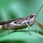 grasshopper