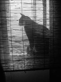cat behind the blind