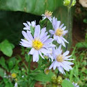 Alpine Aster ??