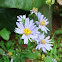 Alpine Aster ??