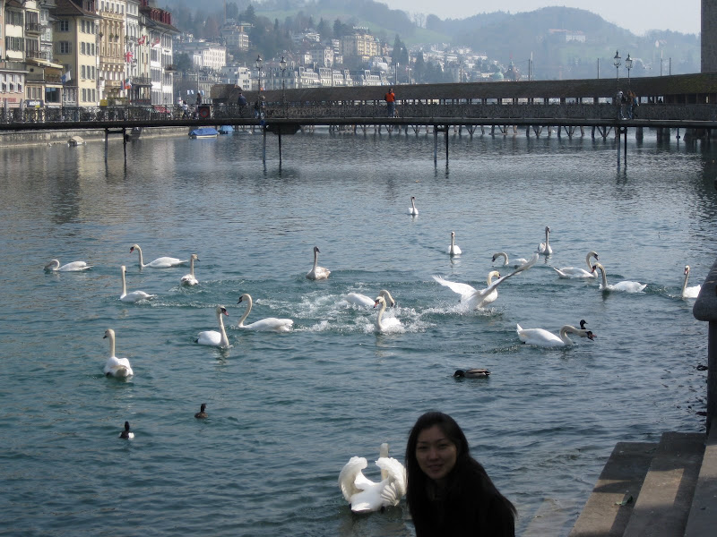 pipi swan in Interlaken