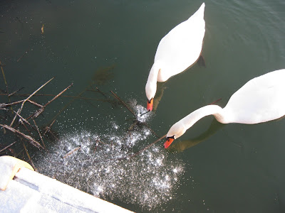 swan cannot break ice