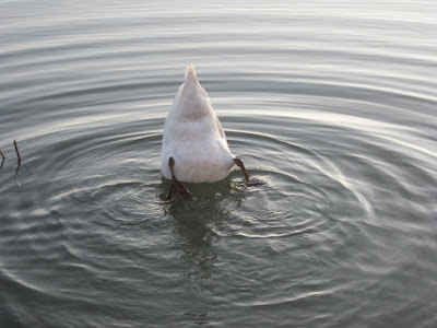 Swan angry