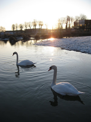 Swan Belfort