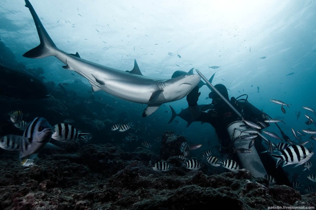 Vida Marinha Natureza Marítimo Imagens Fotos Animais 