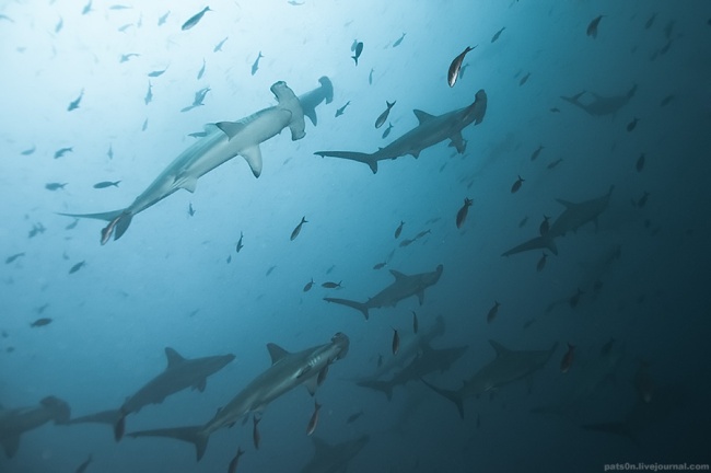 Vida Marinha Natureza Marítimo Imagens Fotos Animais 