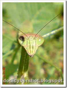 one eye praying mantis 14