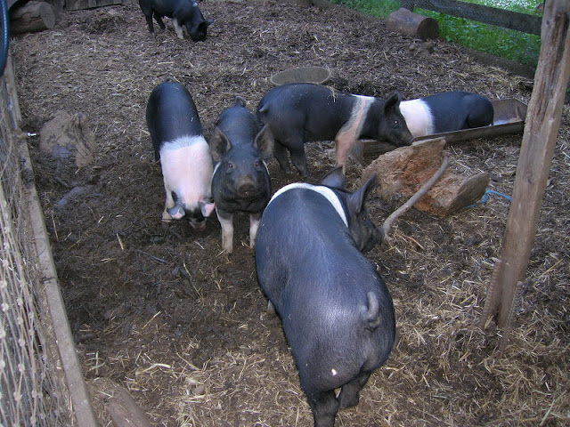 Baby pigs