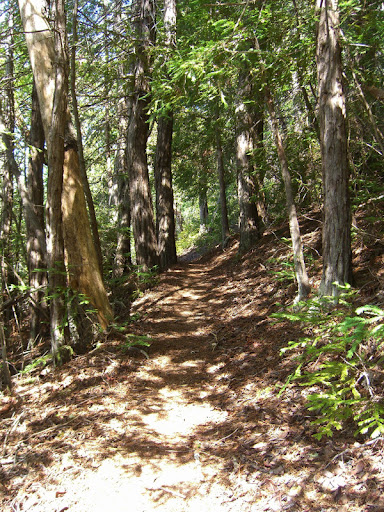 Delightful single track on the Howard King Trail