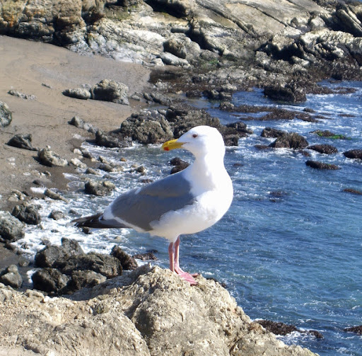 Seagull close-up
