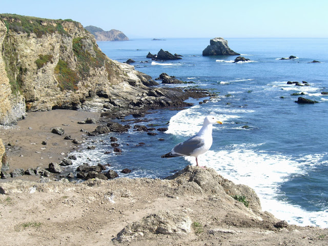 Seagull examines his domain