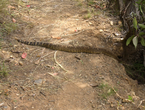 Snake on the trail!