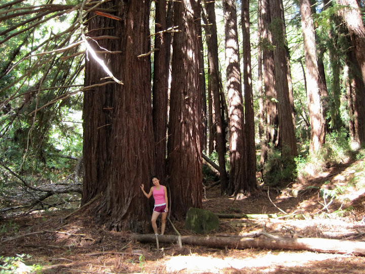 Pleasant forest
