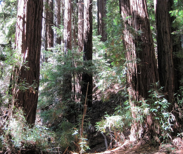 Redwoods near Dennis Martin Creek