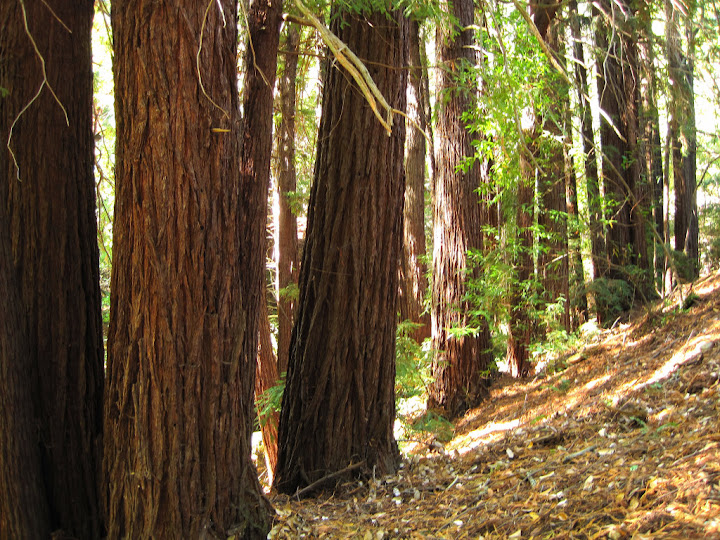 Redwoods on the Bridle Trail