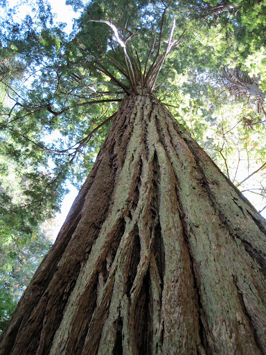 Looking up a Redwood