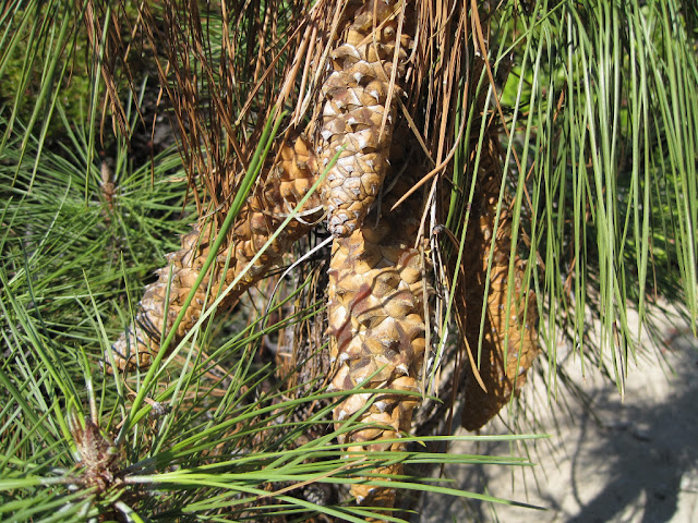 Knobcone Pines