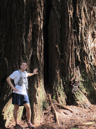 A large redwood