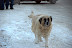 DSC_0106.jpg