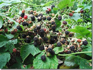 DSCF0277
