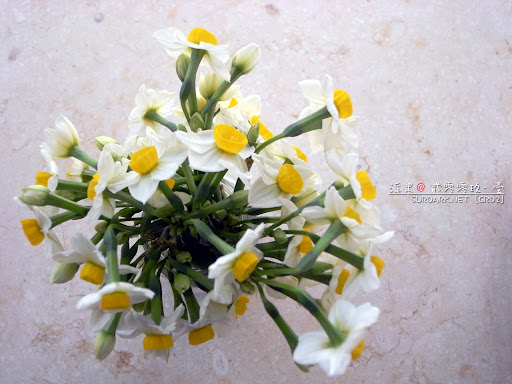 春花之石花.jpg