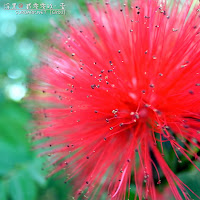 望见此花，请大声叫春
