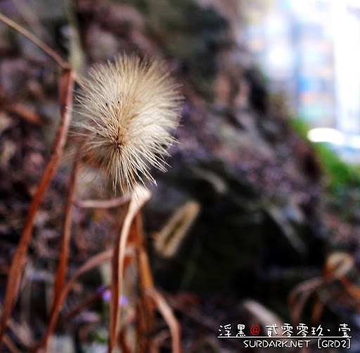 春花之白毛虫草.jpg