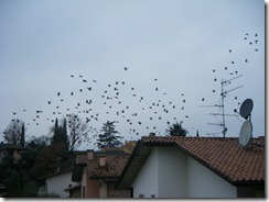 birds (2)