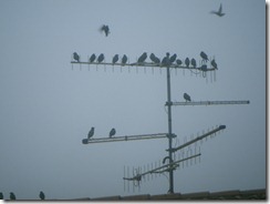 birds (10)