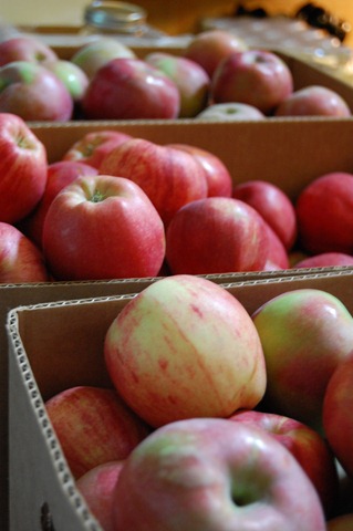 [Summer Picking 2010 417[3].jpg]