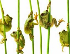 katak