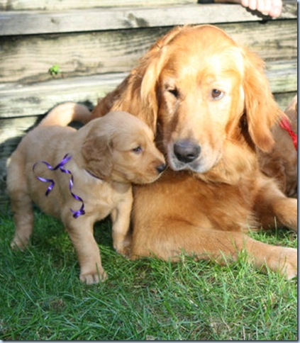 pups pups