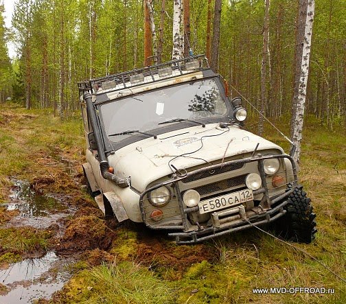 Волчонок
